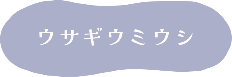 ウサギウミウシ